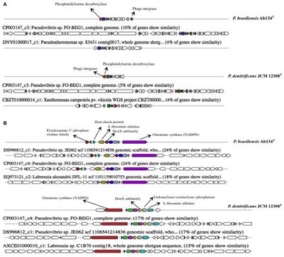 Genomic Attributes of Novel Symbiont Pseudovibrio brasiliensis sp. nov. Isolated From the Sponge Arenosclera brasiliensis